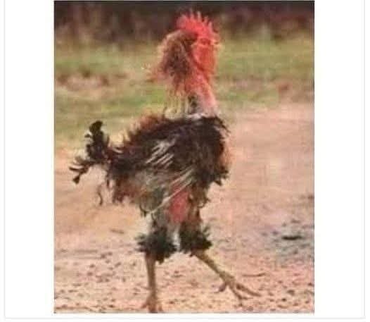 theseerheals's tweet photo. Am going to be HATED for this post, but today I woke up on the wrong side of the bed. uChuku one way! 🤣🤣

Ladies, come here. Come closer. Sit down. Because some of you have been eating this “I don't need a man, I don't need marriage, I don't need children, I am Miss Independent” feminism for breakfast, lunch AND dinner. 😭🤣

And before you start typing essays, hawu, breathe! I'm talking about the nonsense, not women having careers, money, boundaries and choices. Those things are GOOD. But some of you have turned independence into “I don't need anybody and everybody must suffer because I have unresolved issues.” 😭

You say, “I don't need a Man”
Okay, sharp.

But when your car breaks down at 22:00, suddenly you're Googling:
“24-hour tow truck near me.” 🤣🤣

Miss Independent? Where is Miss AAA? 😭

You say, “I don't need children.”
That's your choice, and nobody should force you.

BUT don't turn your personal choice into a religion and start telling every woman that marriage and motherhood are oppressive. Hayi bo! Some of us actually want families. Some of us want husbands. Some of us want children. Some of us want all three AND our own money. The uterus and the bank account can coexist! 🤣🤣

And please stop confusing being alone with being healed. 😭

Some of you call it “protecting my peace” when actually you're just avoiding accountability.

You don't communicate — “I protect my peace.”
You don't apologise — “I know my worth.”
You can't compromise — “I'm independent.”
Nobody can correct you — “I'm setting boundaries.”
You've blocked 47 people — “I'm protecting my energy.” 🤣🤣🤣

Sisi… sometimes it's not boundaries. Sometimes you're just difficult PERIOD! 😭

And this thing of turning feminism into a personality where every conversation becomes a war between men and women? Yoh! You can't even hear a different opinion without opening a 17-page PowerPoint presentation. 🤣

"A woman doesn't need a man!"

Okay, sisi. But does a man need to know where you parked the car? 🤣🤣

And some of you joined these movements without understanding what you were signing up for. You took every American phrase, every TikTok therapist, every podcast slogan and swallowed it whole.

“I'm the prize.”
“I don't chase.”
“Men are trash.”
“Marriage is a trap.”
“Children will ruin your life.”
“Being alone is everything.”

Meanwhile, your grandmother is sitting there looking at you like:
“Hawu mntanami, who taught you this nonsense?” 😭🤣

Don't be a sheep 🐑 just because something sounds intelligent in English.

Where are aba # NOW? 🤣🤣

And the funniest part?

Some people eventually wake up and realise:

“Yazi… maybe I WAS toxic.” 😭

Mara by then, my sister, the Nkomo is dry like the Kalahari! 🏜️🤣
You want to reconnect.
You want companionship.
You want a family.
You suddenly want what you spent ten years mocking.

But life doesn't always give you a refund because you've finally had an awakening. 😭

Some things are choices. Some things are consequences.

So yes, be independent. Make your money. Have your career. Travel. Buy your own things. Have standards. Know your worth.

But don't let “independence” become an excuse to become bitter, arrogant, isolated and allergic to love.

You don't have to hate men to love yourself.

You don't have to reject marriage to prove you're strong.

You don't have to reject motherhood to prove you're intelligent.

And you certainly don't have to become a professional feminist warrior with a PhD in arguing with men on Facebook just because you can. 🤣🤣🤣

Abantu, use your own brain!

Not everything from America is meant for you.
Not every English phrase is wisdom.
Not every TikTok movement is liberation.

Choose what actually fits YOUR life.

Because sometimes the loudest “I DON'T NEED ANYBODY!” is coming from somebody secretly praying at 2am:

“Nkulunkulu, ngicela umuntu ozongithanda.” 😭🤣

I said what I said. Now come and fight with me in the comments. 🤣

Chosi Hun Gogo Sifiso 🕯️