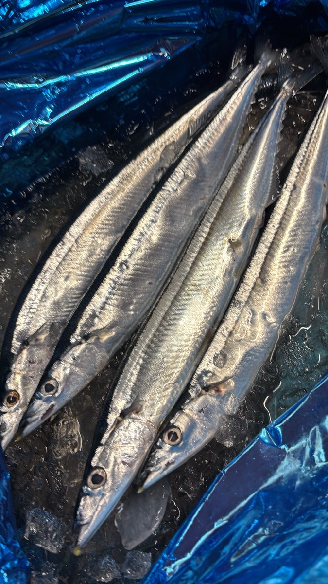 wa_hoho2's tweet photo. 秋刀魚ちゃん初入荷〜〜〜
まーまー太っちょです

ただぁー高いです https://t.co/Sio8LYHoRx