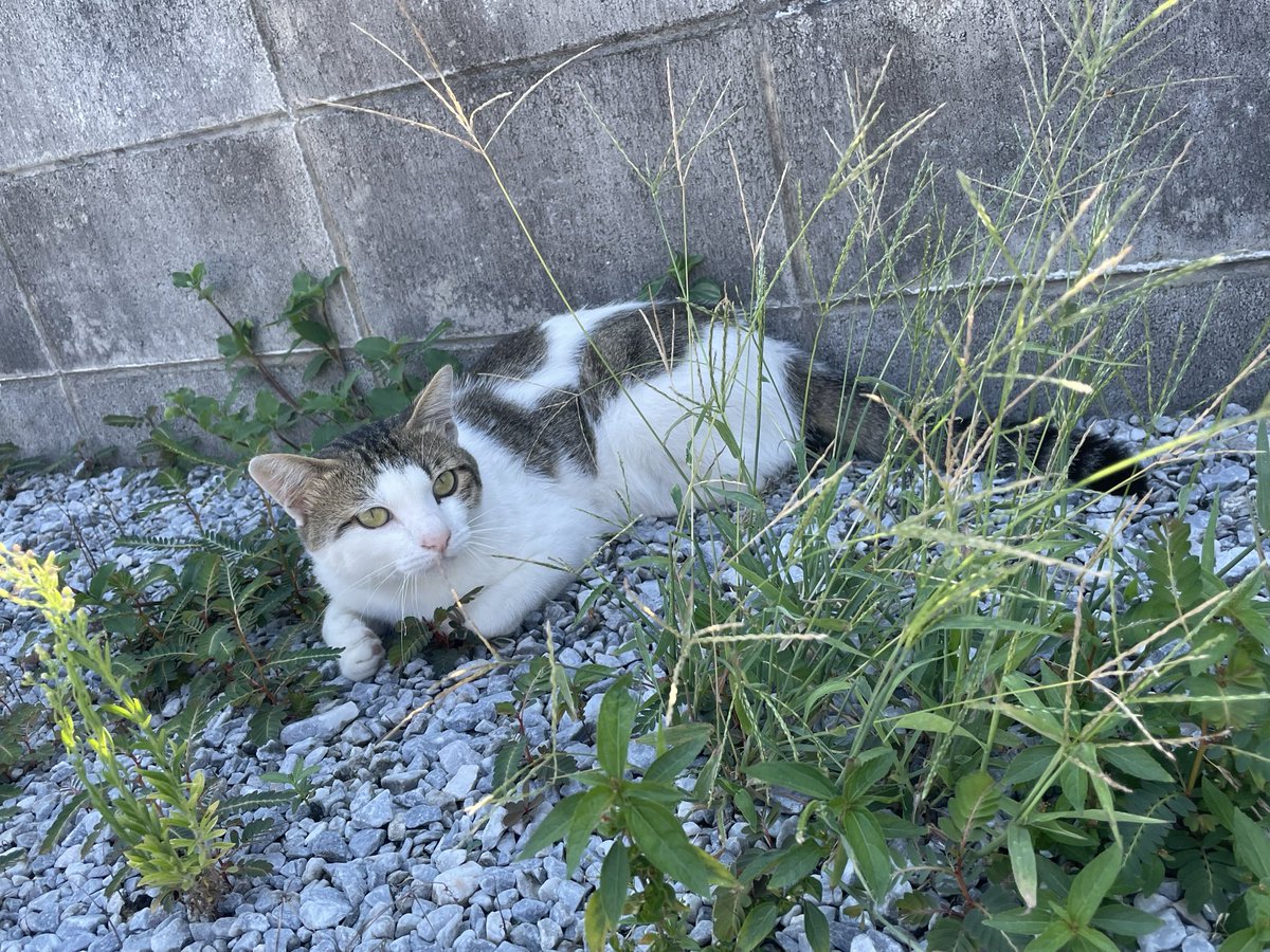 Metalfishjp's tweet photo. Day 63: cute hands

#dailycat #straycat #catsofttwitter #catlovers #catlife
#福岡猫 #野良猫 #猫のいる暮らし #猫好きさんと繋がりたい https://t.co/MkRq6nrDpS
