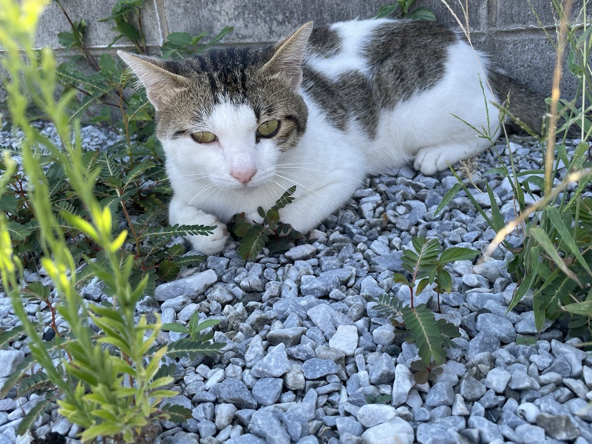 Metalfishjp's tweet photo. Day 63: cute hands

#dailycat #straycat #catsofttwitter #catlovers #catlife
#福岡猫 #野良猫 #猫のいる暮らし #猫好きさんと繋がりたい https://t.co/MkRq6nrDpS