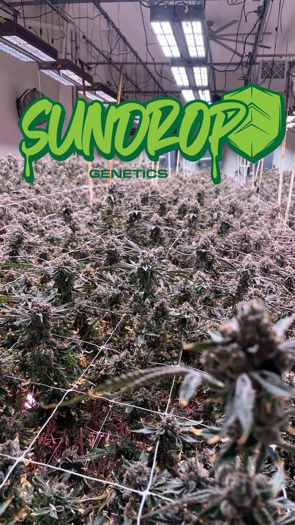 SundropGenetic's tweet photo. @TmAlberto Inquiring

https://t.co/C4BYVWhsCp

#NewYork #Florida #lllinois #NewJersey #Massachusetts #NorthCarolina #Michigan https://t.co/vVUfY3ZCCz