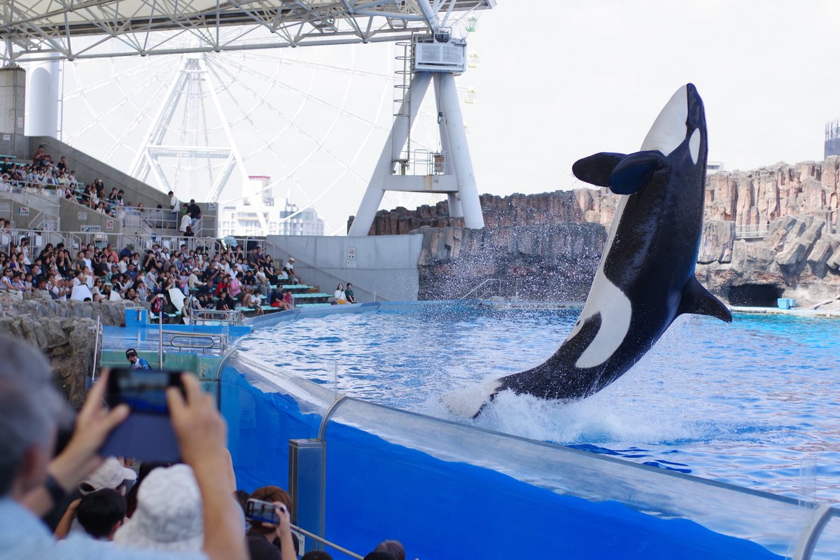 FB16DIT's tweet photo. リンちゃん大きい
たまには標準レンズで撮るのも楽しい!
#名古屋港水族館
#FA43LTD https://t.co/2rrCvai8F8