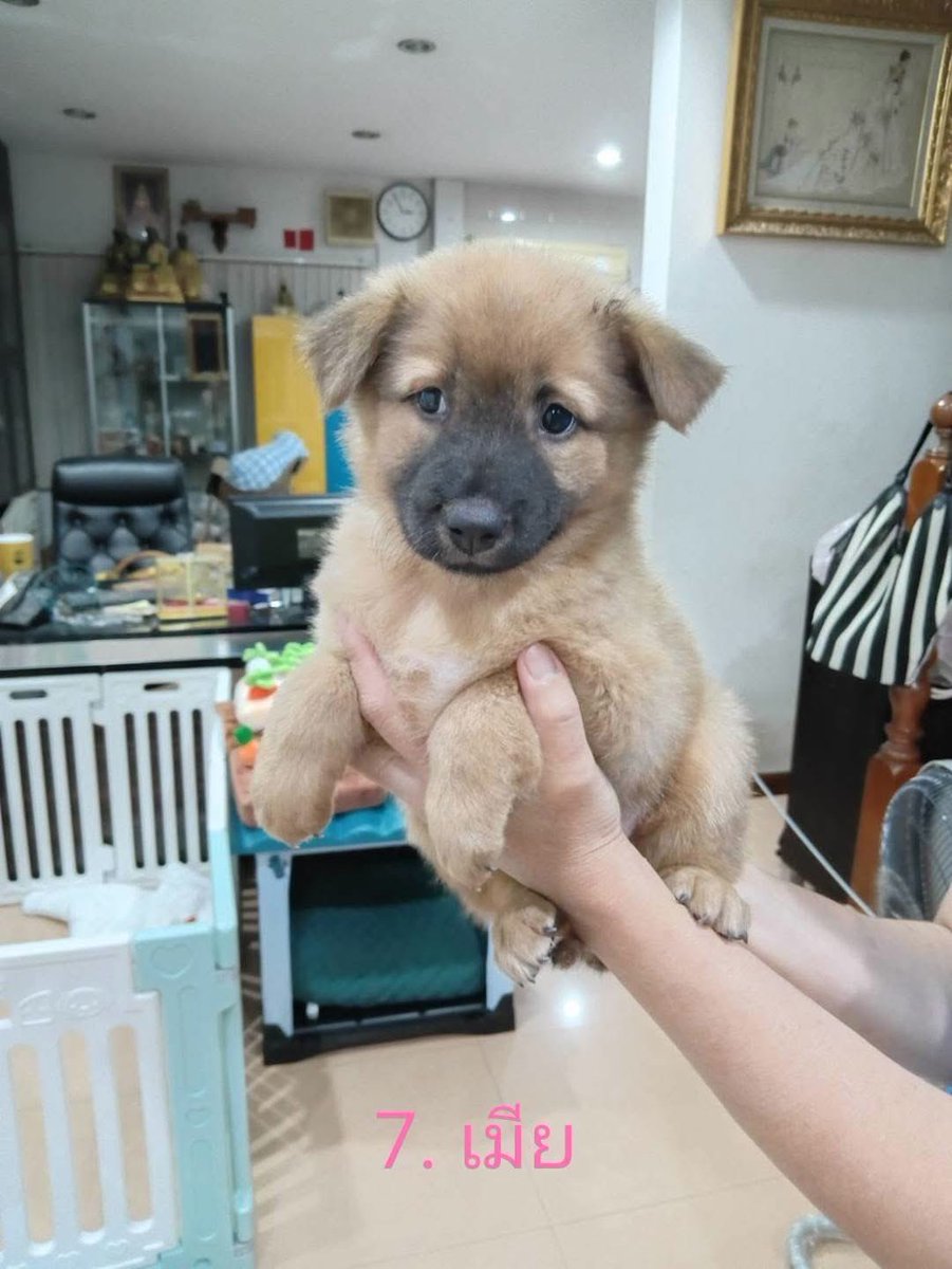 malimalineee's tweet photo. 🏡 ขอพื้นที่เล็กๆ ในใจ... ให้ 6 ตัวเล็กมีบ้านถาวรด้วยนะคะ 🐶💖

แม่หมาจรแอบมาคลอดลูกในบ้านชาวมุสลิม ตอนนี้เด็กๆ อายุประมาณ 2 เดือน กำลังอยู่ในวัยจำม่ำ อ้วนท้วน ซนๆ อ้อนเก่งมากกก! 
แต่เนื่องจากติดเงื่อนไขทางศาสนา เจ้าของบ้านไม่สามารถเลี้ยงดูน้องๆ ต่อได้จริงๆ ค่ะ ไม่อยากให้เด็กๆ ต้องออกไปผจญภัยเป็นหมาจรข้างถนนเลย 🥺

หนูกำลังหา "บ้านที่พร้อมดูแลตลอดอายุขัย" รักหนูจริง ไม่ทิ้งกันในวันที่หนูโตนะคะ 🥰
•จำนวน: 8 ตัว (อายุ ~2 เดือน) ตอนนี้เหลือ 6 ตัว ค่ะ 🐾
•พิกัด: กรุงเทพมหานคร (กทม.)
✨ กติกาการรับเลี้ยงง่ายๆ:
ส่งรูปบ้าน สถานที่เลี้ยง เข้ามาทาง Inbox ได้เลยค่ะ ทีมงานจะทยอยตอบและติดต่อกลับทุกคนเลยนะคะ
📥 สนใจรับอุปการะติดต่อ:
•Facebook: Chanthirawadee Panpoca
•โทร / Line: 081-810-1406 (คุณตุ๊ก)
💔 1 แชร์ = 1 โอกาสรอดชีวิต ช่วยต่อลมหายใจให้เด็กๆ มีบ้านด้วยนะคะ 🙏😭