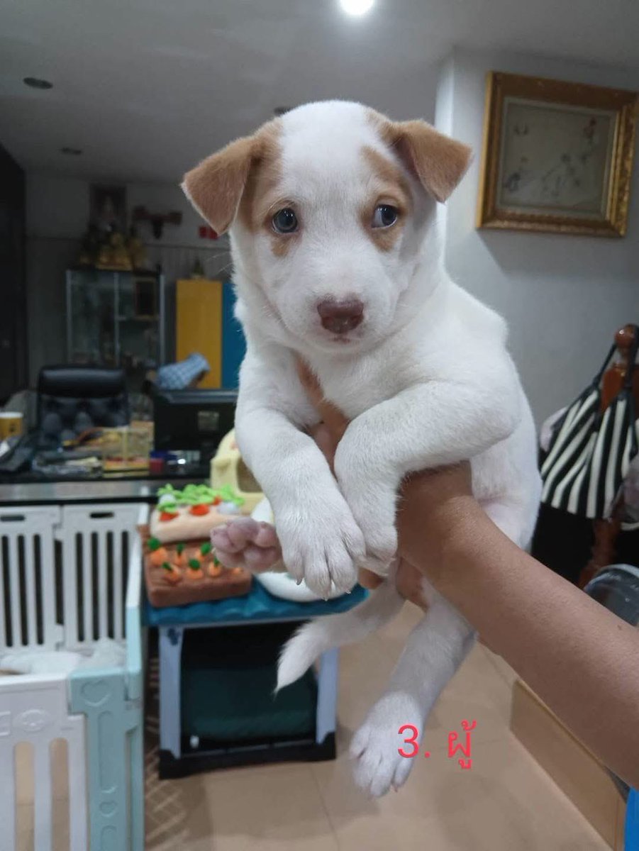 malimalineee's tweet photo. 🏡 ขอพื้นที่เล็กๆ ในใจ... ให้ 6 ตัวเล็กมีบ้านถาวรด้วยนะคะ 🐶💖

แม่หมาจรแอบมาคลอดลูกในบ้านชาวมุสลิม ตอนนี้เด็กๆ อายุประมาณ 2 เดือน กำลังอยู่ในวัยจำม่ำ อ้วนท้วน ซนๆ อ้อนเก่งมากกก! 
แต่เนื่องจากติดเงื่อนไขทางศาสนา เจ้าของบ้านไม่สามารถเลี้ยงดูน้องๆ ต่อได้จริงๆ ค่ะ ไม่อยากให้เด็กๆ ต้องออกไปผจญภัยเป็นหมาจรข้างถนนเลย 🥺

หนูกำลังหา "บ้านที่พร้อมดูแลตลอดอายุขัย" รักหนูจริง ไม่ทิ้งกันในวันที่หนูโตนะคะ 🥰
•จำนวน: 8 ตัว (อายุ ~2 เดือน) ตอนนี้เหลือ 6 ตัว ค่ะ 🐾
•พิกัด: กรุงเทพมหานคร (กทม.)
✨ กติกาการรับเลี้ยงง่ายๆ:
ส่งรูปบ้าน สถานที่เลี้ยง เข้ามาทาง Inbox ได้เลยค่ะ ทีมงานจะทยอยตอบและติดต่อกลับทุกคนเลยนะคะ
📥 สนใจรับอุปการะติดต่อ:
•Facebook: Chanthirawadee Panpoca
•โทร / Line: 081-810-1406 (คุณตุ๊ก)
💔 1 แชร์ = 1 โอกาสรอดชีวิต ช่วยต่อลมหายใจให้เด็กๆ มีบ้านด้วยนะคะ 🙏😭