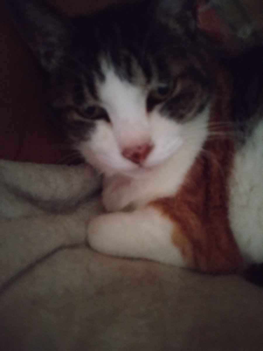 kami7dd_41's tweet photo. 帰宅
ねこさんにただいま言うかわりに
ねこさんの墓周りの植物にに水🩱

やっぱり新しい人が何人も入っていて
朝出ても歓迎されてない空気が😧
代謝(入れ替わり退社)にならんようにまたガンバります https://t.co/ZxiHBPbipI