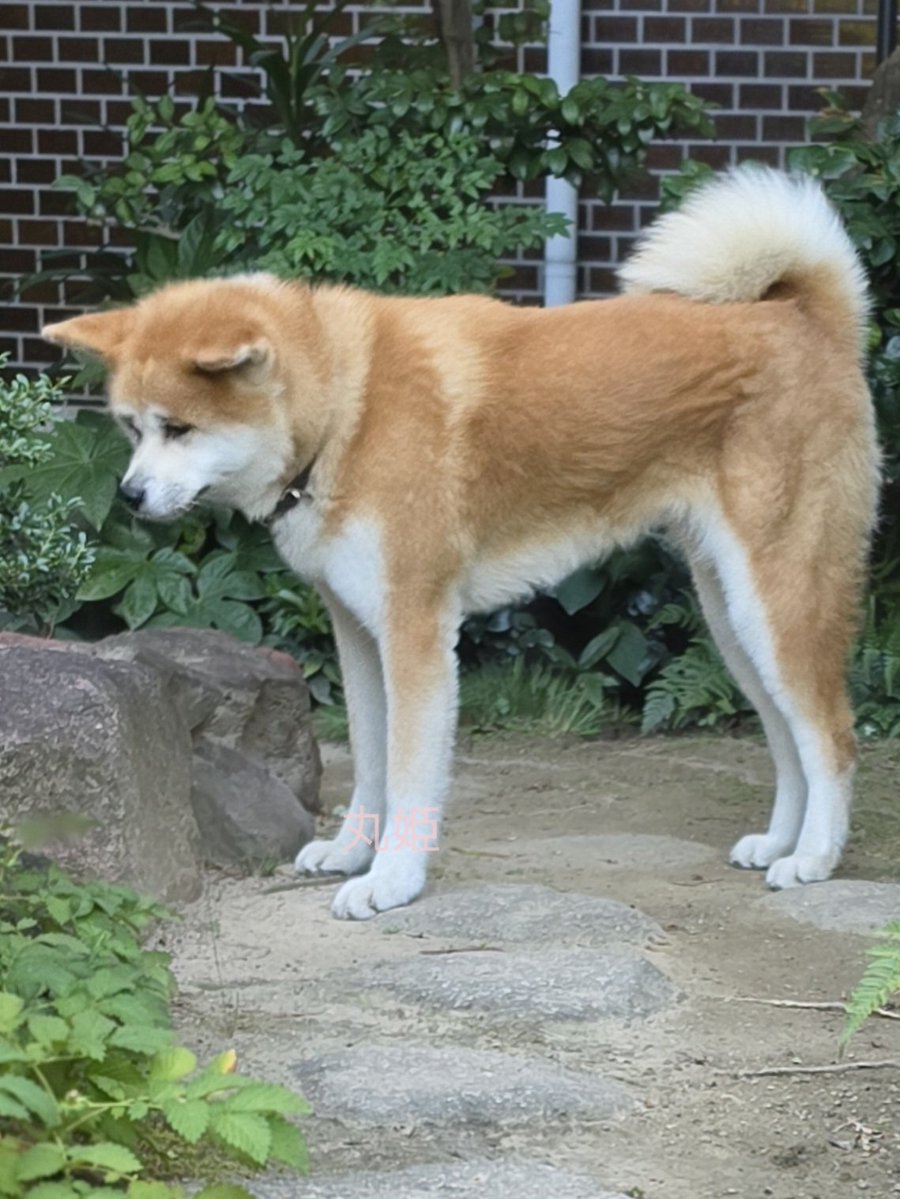 maruhime1024's tweet photo. こんにちは☁️

金魚のメスが追いかけられてるのを切なそうな顔で見つめてる🐶 https://t.co/TnrmL0ivp2