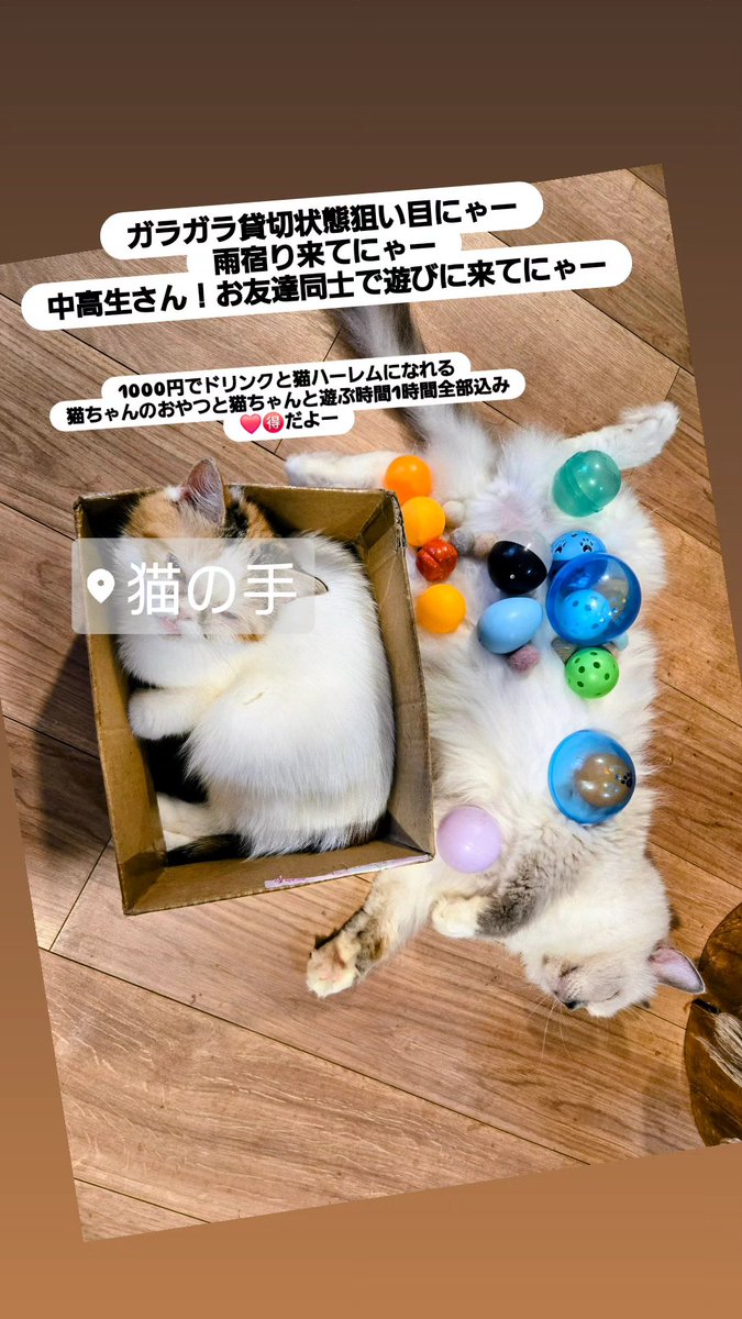 22nekote's tweet photo. ガラガラ貸切状態狙い目にゃー
夏休みの平日はお子様＆学生さんは
猫ハーレムセット1650円⇒1000円！
さらに猫雑貨お土産🎁

お友達同士で夏休みの思い出作りに来てにゃ！

 #柏駅遊ぶところ  #猫カフェ柏  #夏休みイベント情報千葉  #子供も遊べる猫カフェ  #子猫が抱っこできる猫カフェ https://t.co/FSNJ4iz7Jw