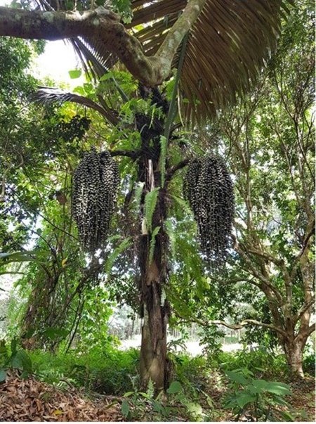KanidthaO's tweet photo. หลายคนกิน #ลูกชิด ..
แต่ไม่เคยเห็น “ต้นลูกชิด” 🌴👀

ต้นจริง ๆ หน้าตาเป็นแบบนี้นี่เอง!
ใครเพิ่งเคยเห็นครั้งแรกบ้าง 🙋🏻‍♀️😂 https://t.co/Rv6VI10FY6