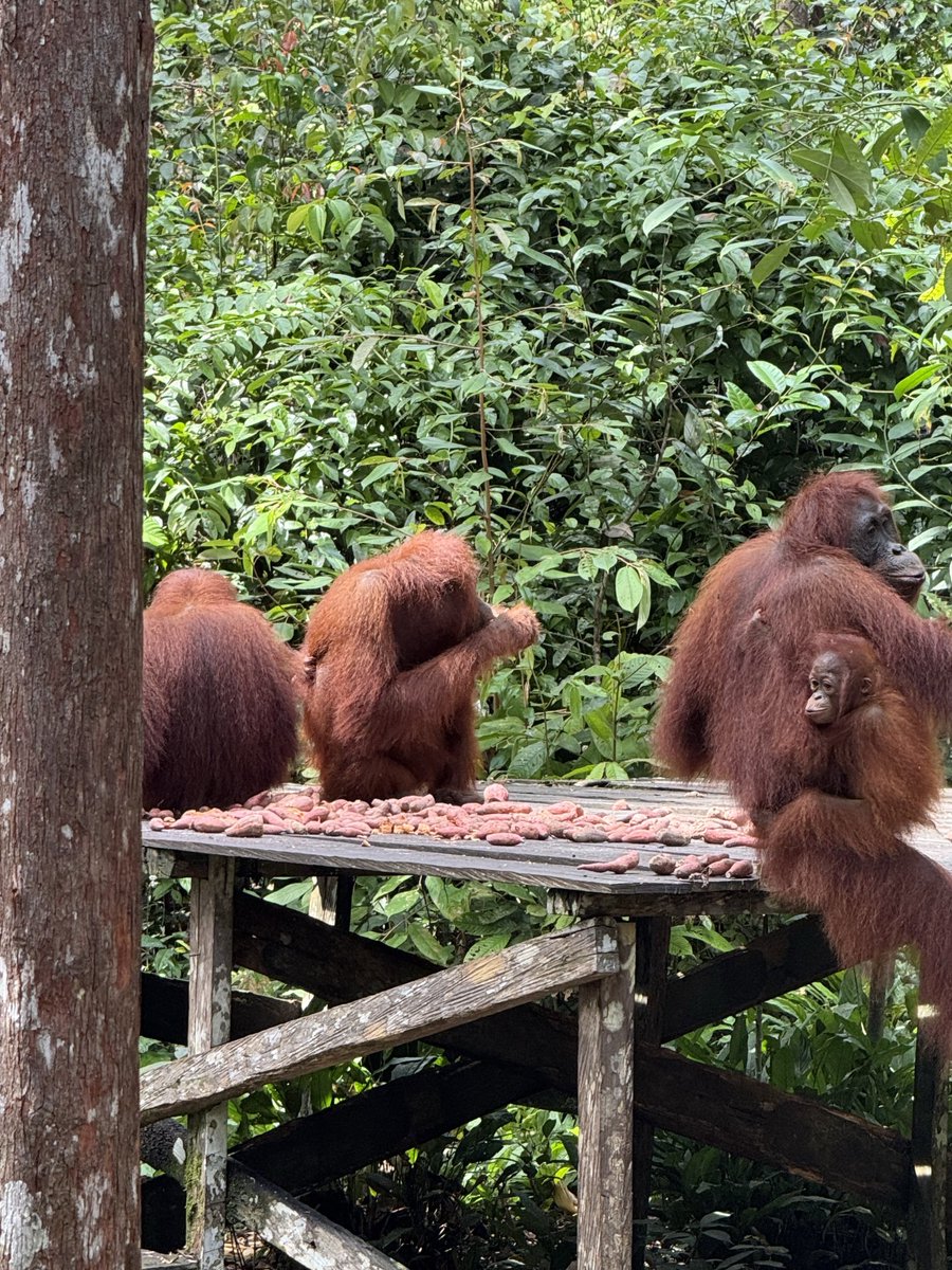piala_talk's tweet photo. Sedih banget lihat beginian. 😭

Kepikiran nasib orangutan, bekantan, dan satwa-satwa lain di hutan Kalimantan. 

Di satu sisi mereka masih bertahan di habitatnya, di sisi lain ada bekantan yang sampai terlihat naik ke atap rumah warga di Nagara, Kalsel.

Kalau hutan terus rusak dan terbakar, mereka mau lari kemana lagi?