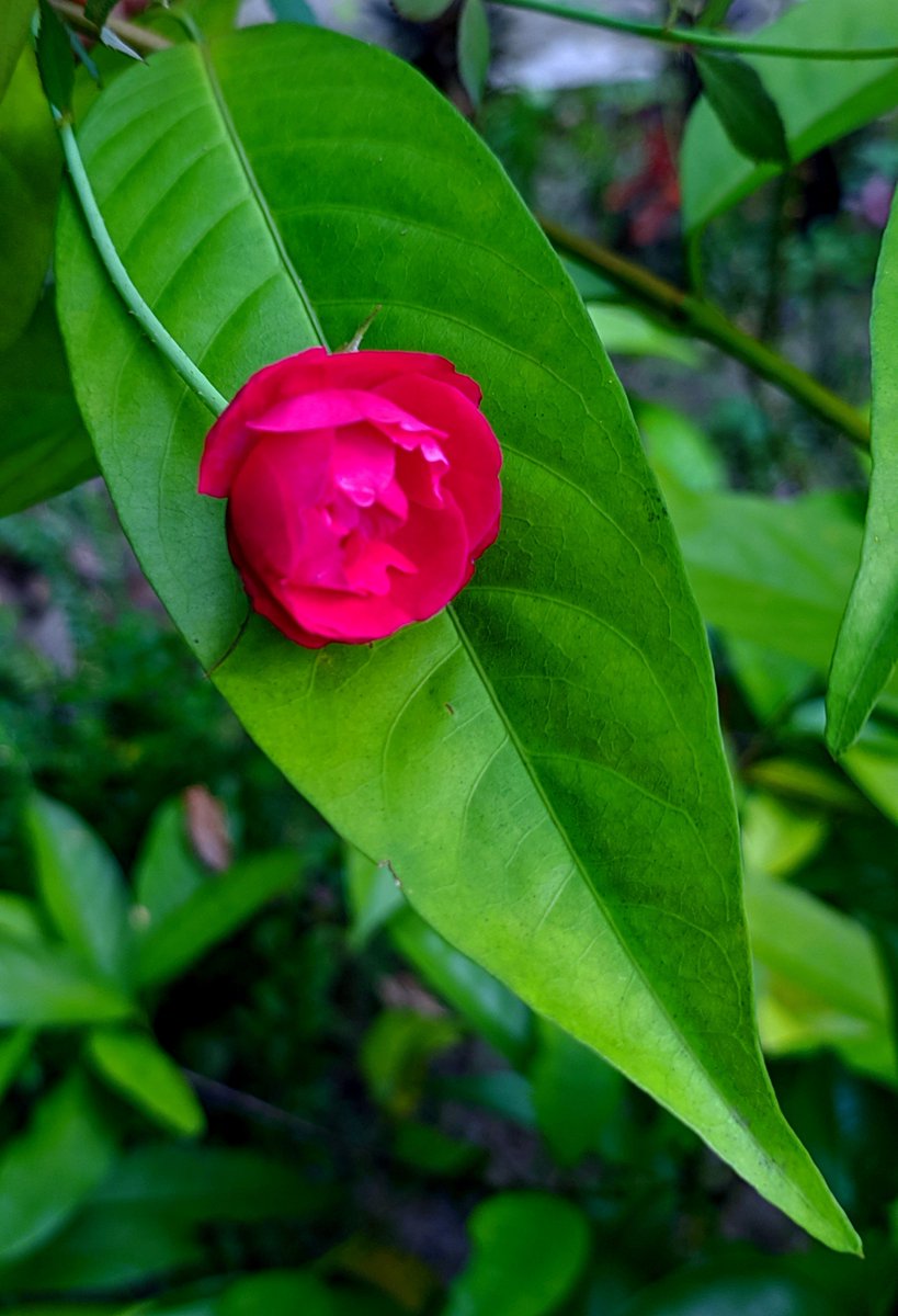 HiyaJafrin's tweet photo. Today is #FlowerOnFriday

Drop the last flower photo you took 💐 https://t.co/eglzQLhCQC