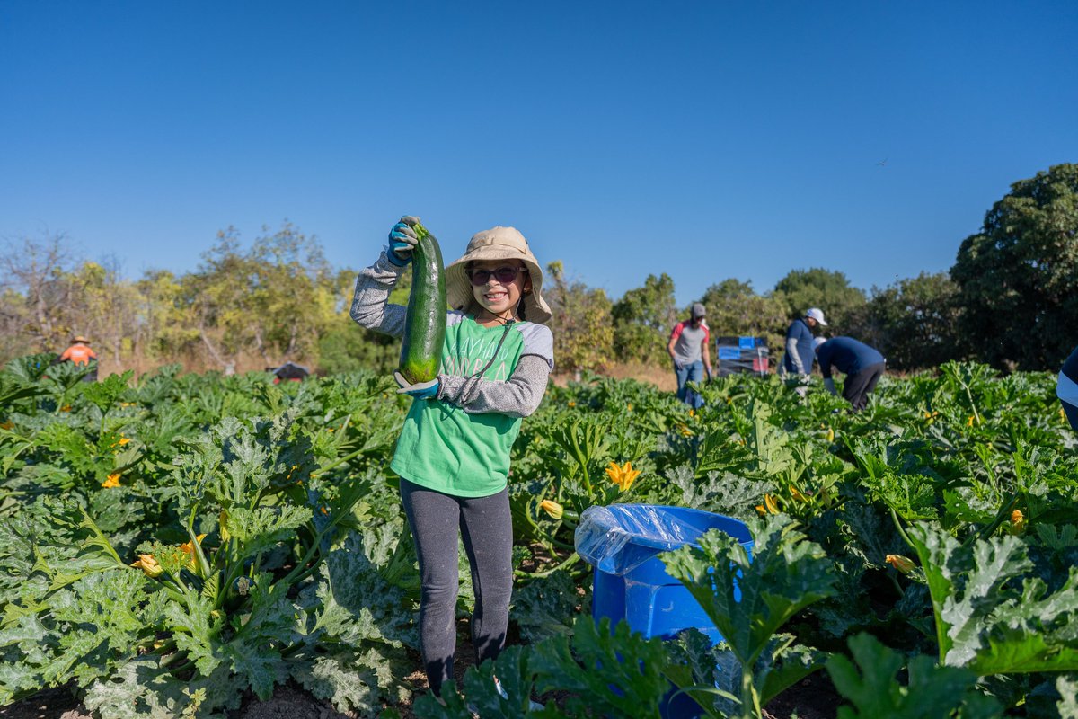 Dawoodi_Bohras's tweet photo. A meaningful partnership in action. 🤝 
Members of the #DawoodiBohra community joined @SHFBOC  at Harvest Solutions, gathering 3,500 pounds of fresh produce for local families, seniors and working individuals.

“Partnerships like this are essential to advancing our mission,” said Claudia Bonilla Keller, CEO of Second Harvest Food Bank of Orange County. “We are grateful to the Dawoodi Bohra community and Project Rise for their generosity and willingness to serve alongside us.”
#foodinsecurity 
@Bohras_USA @ProjectRiseDB