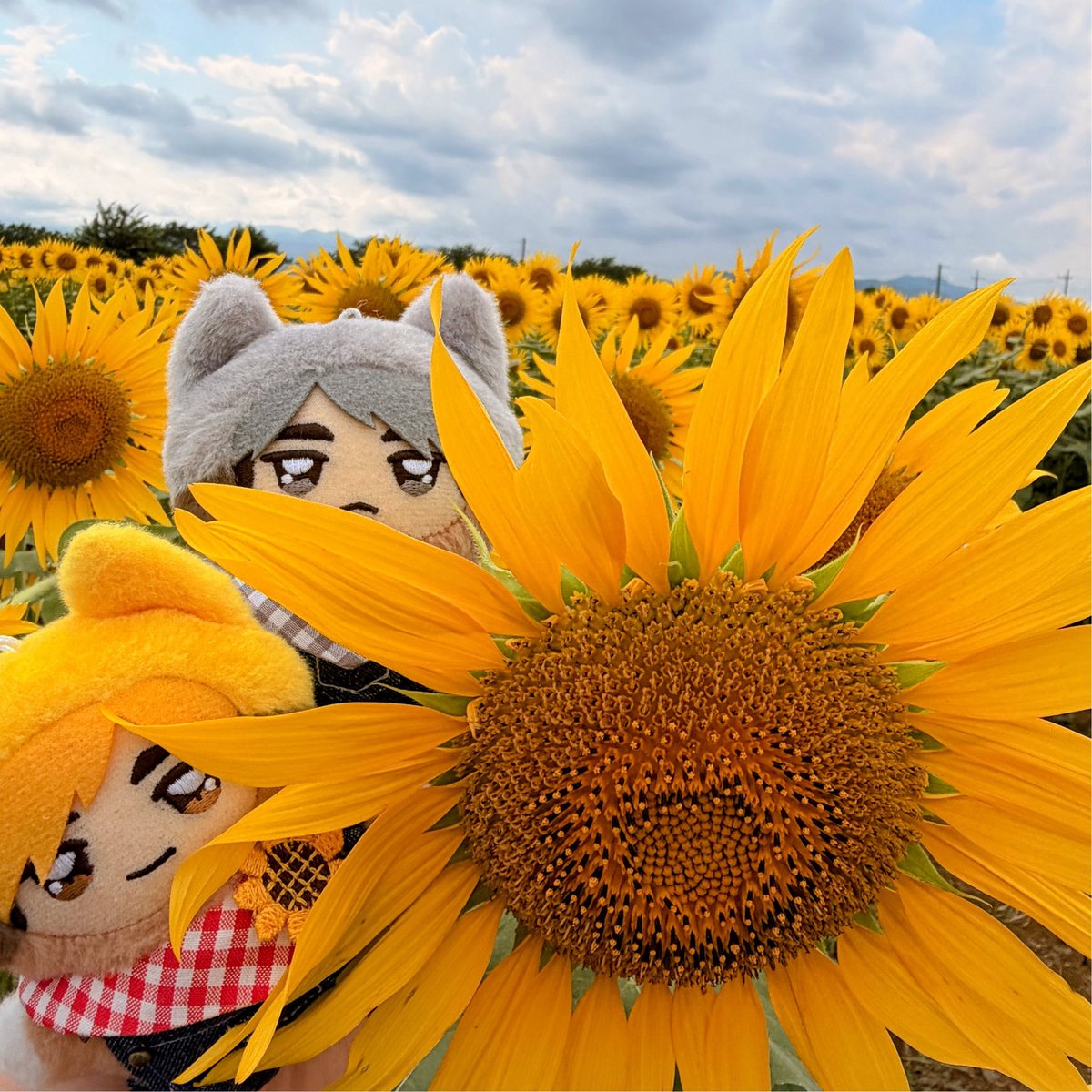 sk105_7's tweet photo. ちみけも達とひまわり畑ー！！
満開だった！！きれいー！！
曇ってたのが残念だああ https://t.co/QlI22HeAB4