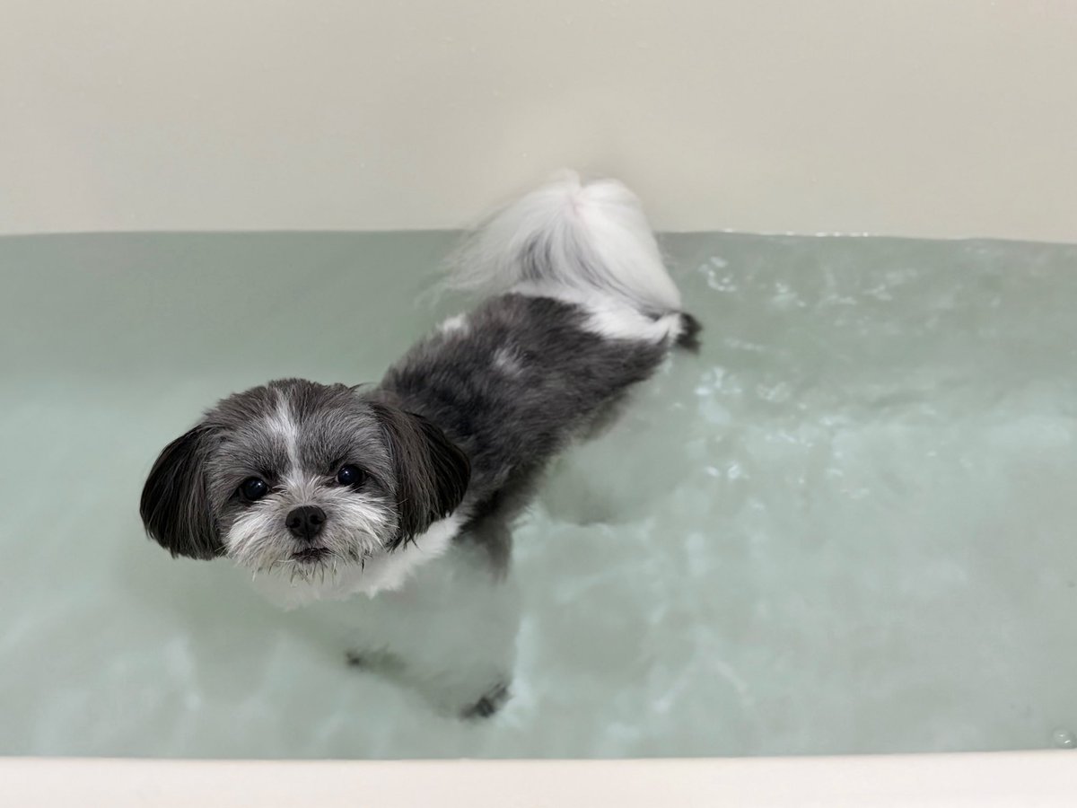 C6O10917's tweet photo. お風呂犬🛁🫧

#犬のいる暮らし https://t.co/Dpfwn4Tcs7