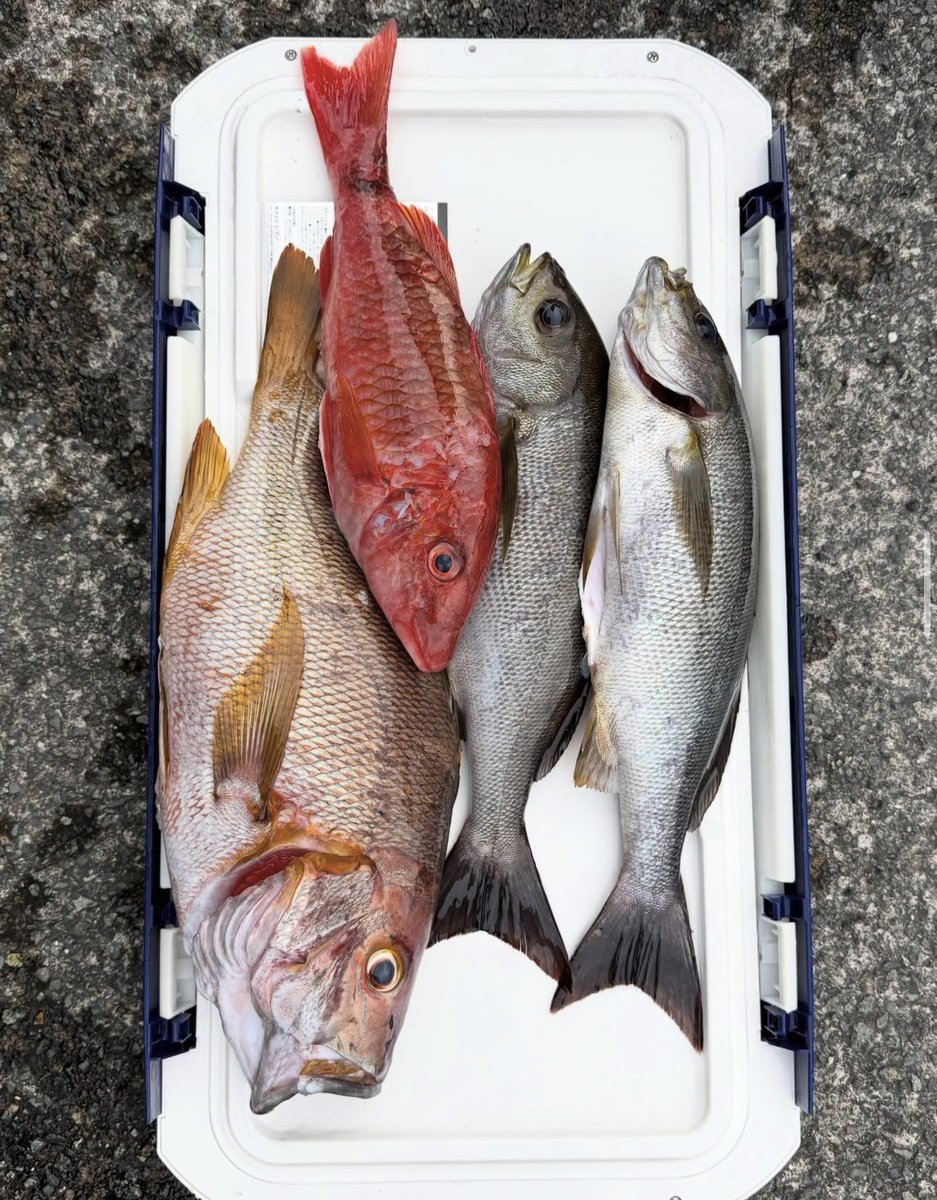 mukochaaan's tweet photo. 西伊豆でも夜釣りでシブダイが釣れてます。
沖堤防•沖磯共に釣れてます。
是非お越しくださいませ✨
#西伊豆　#福由丸 https://t.co/s6rSaGHMA2