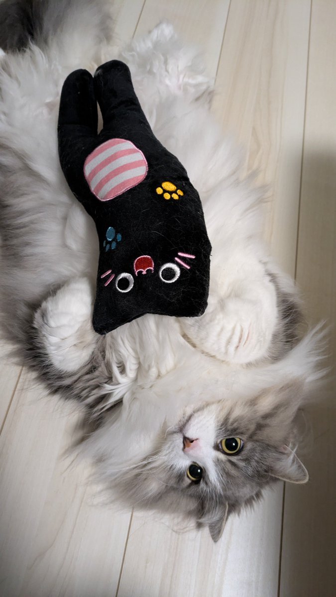 Lloyd_nui's tweet photo. 新しいおもちゃ✨
#猫
#サイベリアン https://t.co/oroUaZ26IC