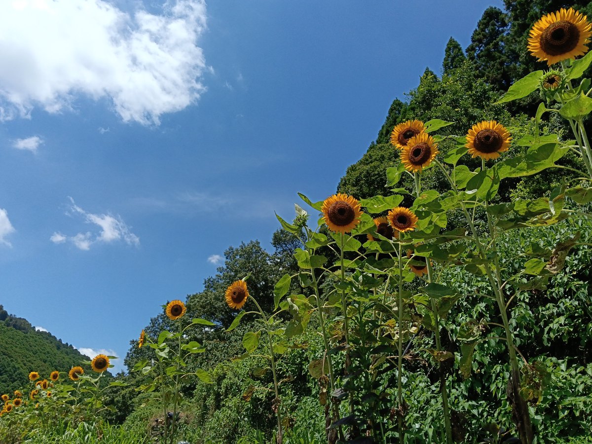 uniquehuman95's tweet photo. ありがとう

来年の夏、

またよろしく頼むわ

 #ひまわり https://t.co/xKmpr22oLf