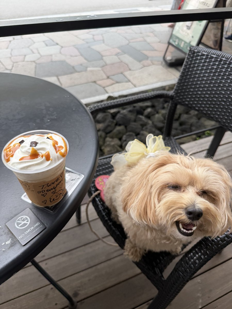 wan_wan_roro's tweet photo. 軽井沢アウトレットのスタバ愛犬の写真見せたらそっくりのフラペチーノ作ってくれた🥹🐶💖✨可愛すぎるᐡ⸝⸝>  ̫ <⸝⸝ᐡ https://t.co/1Q5c53tgjp