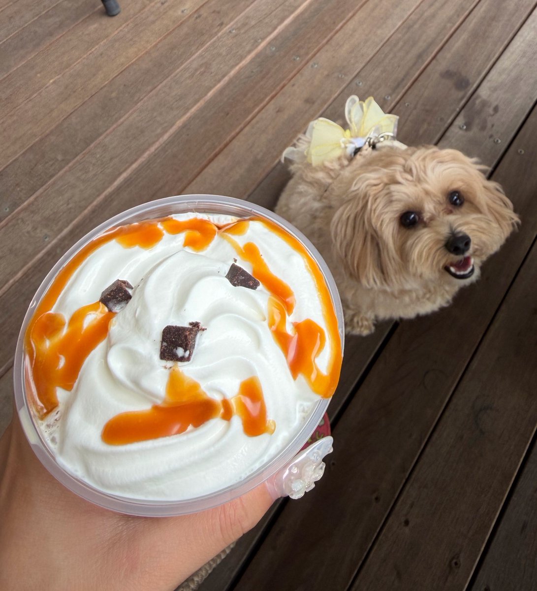wan_wan_roro's tweet photo. 軽井沢アウトレットのスタバ愛犬の写真見せたらそっくりのフラペチーノ作ってくれた🥹🐶💖✨可愛すぎるᐡ⸝⸝>  ̫ <⸝⸝ᐡ https://t.co/1Q5c53tgjp
