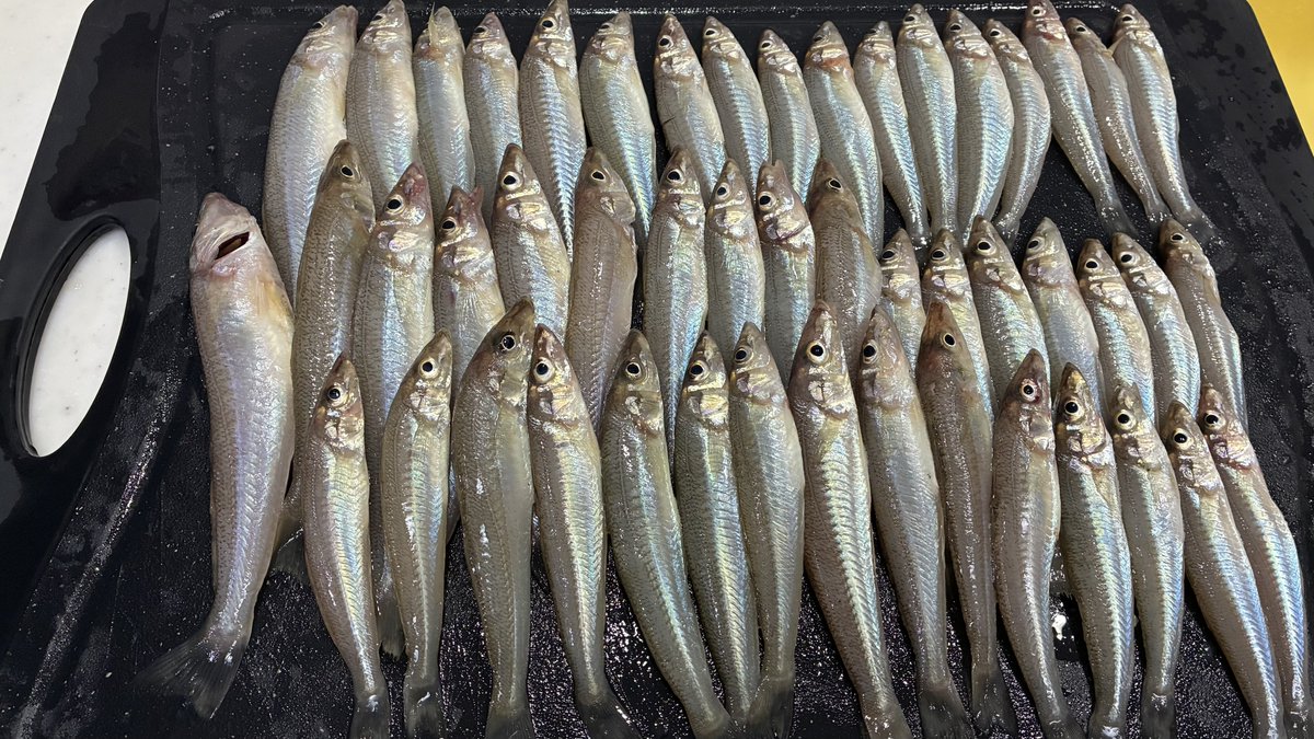 ShimeSAVAfish's tweet photo. 数え間違ってた…49匹だった🥹
ウロコ全部取りました
今からさばいていくぅ〜 https://t.co/KH2qghVCGa