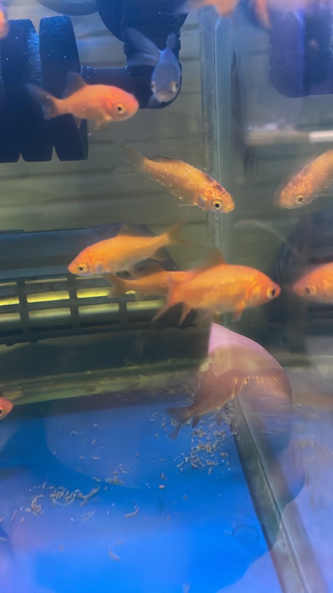 sakananooasis23's tweet photo. 8/20新入荷
昆虫
・コオロギSM・SS
金魚
・小赤
エビ
・ヤマトヌマエビ
メダカ
・ヒメダカ
・幹之メダカ　スーパー強光
#さかなのオアシス
#植物
#アクアリウム
#熱帯魚
#大阪市港区 https://t.co/4xtAKNiZoR