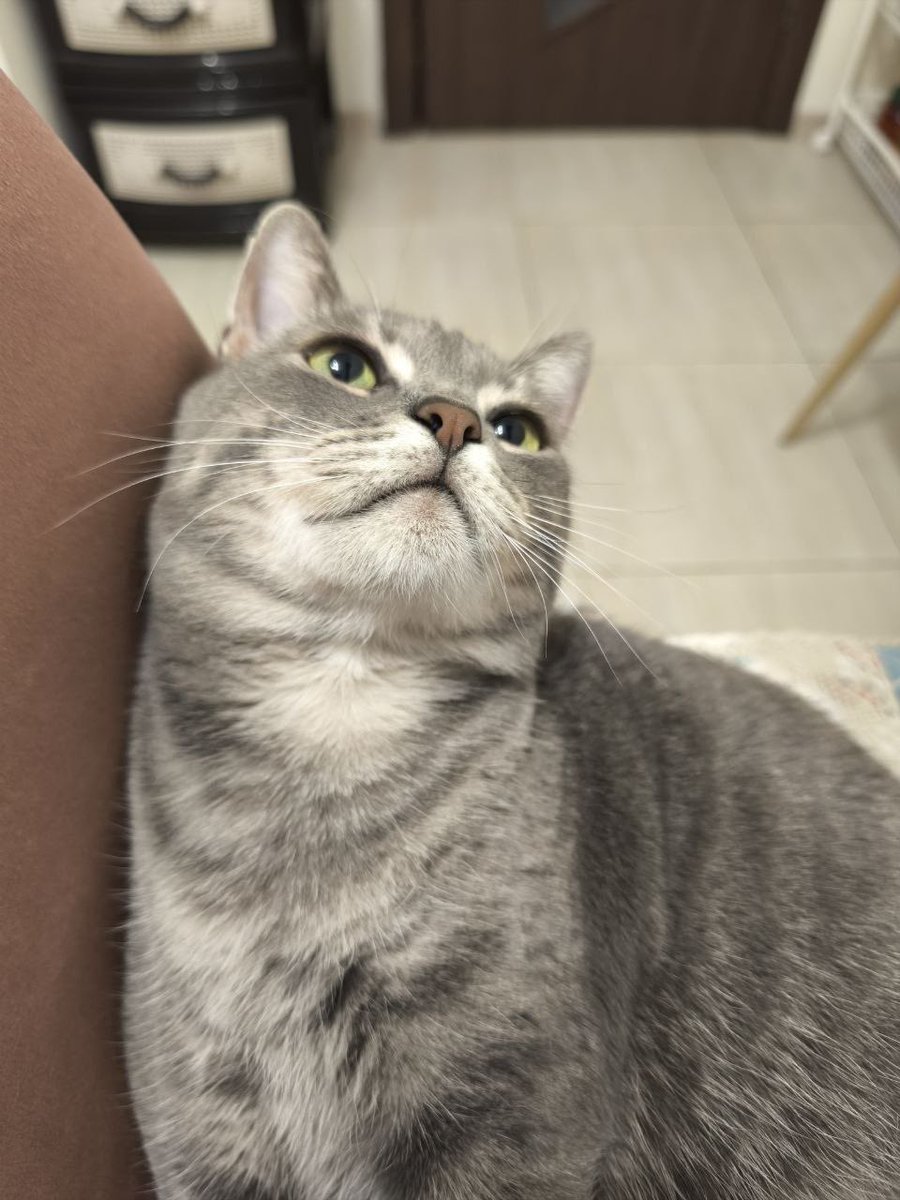 dobroxvost's tweet photo. Домашний привет от нашего бывшего подопечного Василия😻 https://t.co/bvbMpFwPk3