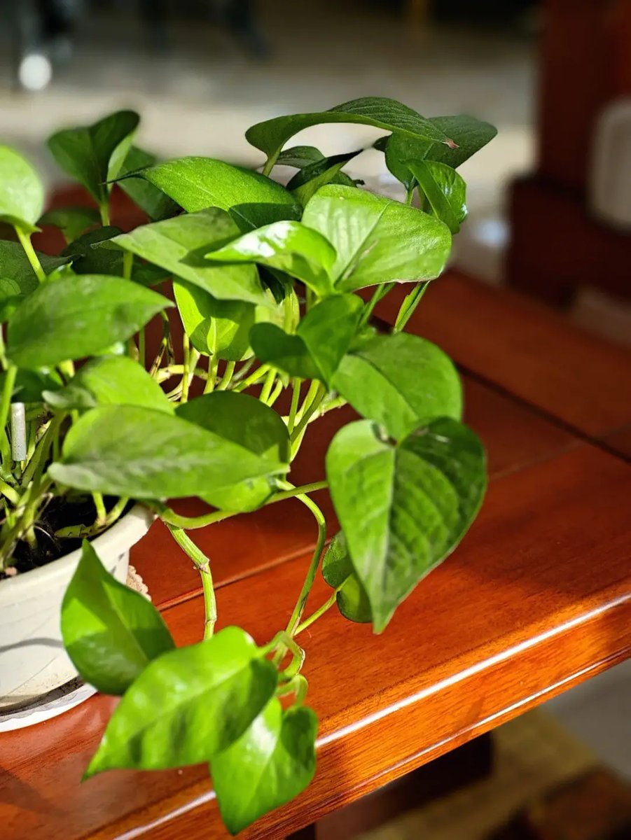 alexisbrou3's tweet photo. Pro tip for your pothos: Let the top 2 inches of soil dry out before watering, keep it in bright indirect light u0026 wipe leaves monthly to dust. It’ll grow lush u0026 happy!， https://t.co/xzsQPYxApw
