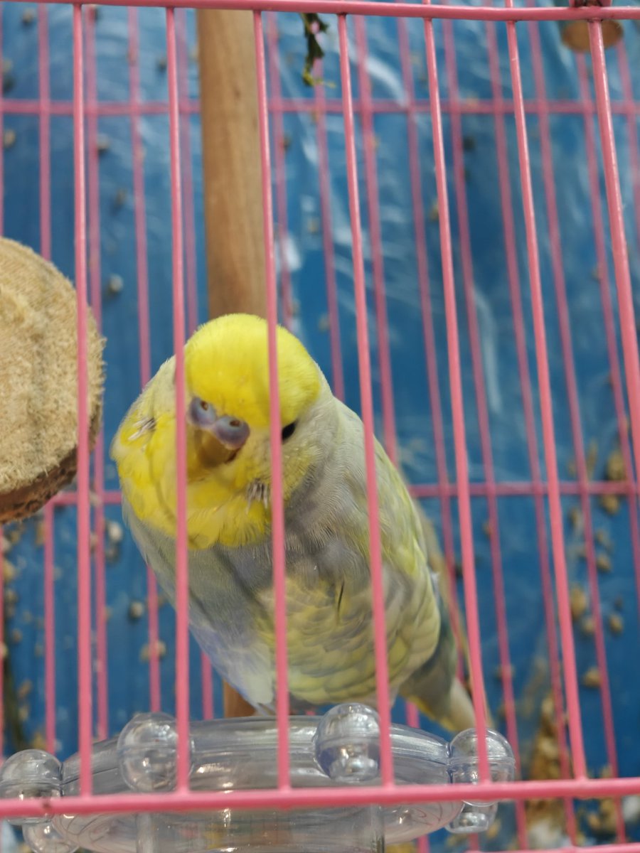 jiang2098's tweet photo. 🦜鹦鹉日常 https://t.co/RjnOTpqfgm