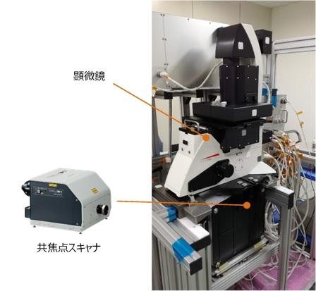 JSBSS40's tweet photo. 🔬 シンポジウム紹介②

「宇宙で変化する生命：イメージング最前線」

ISS搭載共焦点顕微鏡、植物イメー���ング、細胞観察技術など、

宇宙生命科学を支える最先端の"見る技術"を紹介します。

#JSBSS40 #Imaging #SpaceBiology
Source: https://t.co/jvJr29AKiX https://t.co/z9b7KAm46S