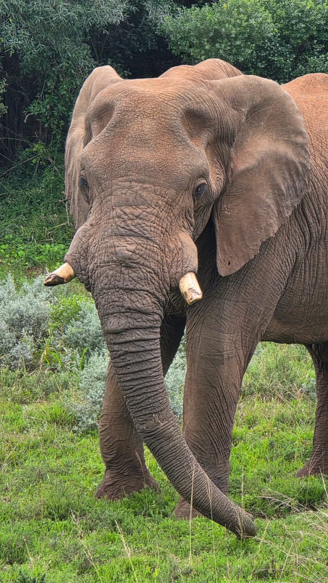 SANParksAENP's tweet photo. #AddoElephantNationalPark - a world of diversity in one park 📷Tony's Tours Eastern Cape #LiveYourWild #WildBackYard @SANParks https://t.co/VmUWHf1lIX