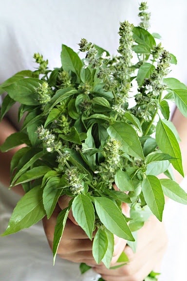 LondonMerrclbr's tweet photo. Nuestra nueva albahaca fresca tiene un aroma intenso y hoja tierna, perfecta para pastas y ensaladas! https://t.co/fjr5dtMkqi