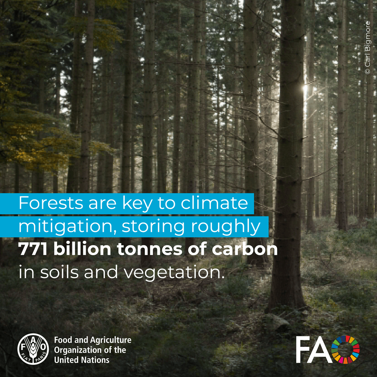 FAOForestry's tweet photo. Forests are key to climate mitigation, storing roughly 771 billion tonnes of carbon in soils and vegetation.

#ClimateAction https://t.co/vTlI60gwqR