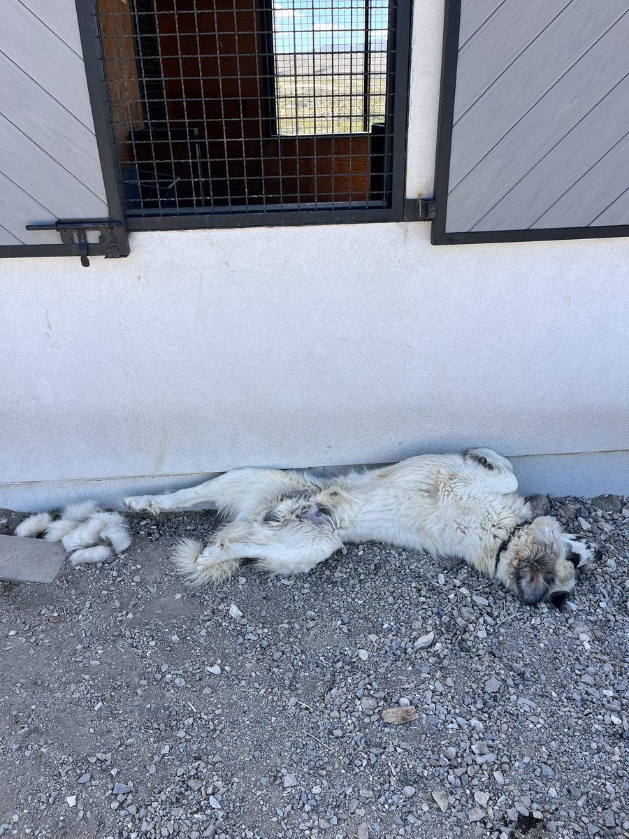 TTLBGoats's tweet photo. @Dogman1013 Wesson asking for belly rubs https://t.co/O9l6Bbv7Cw