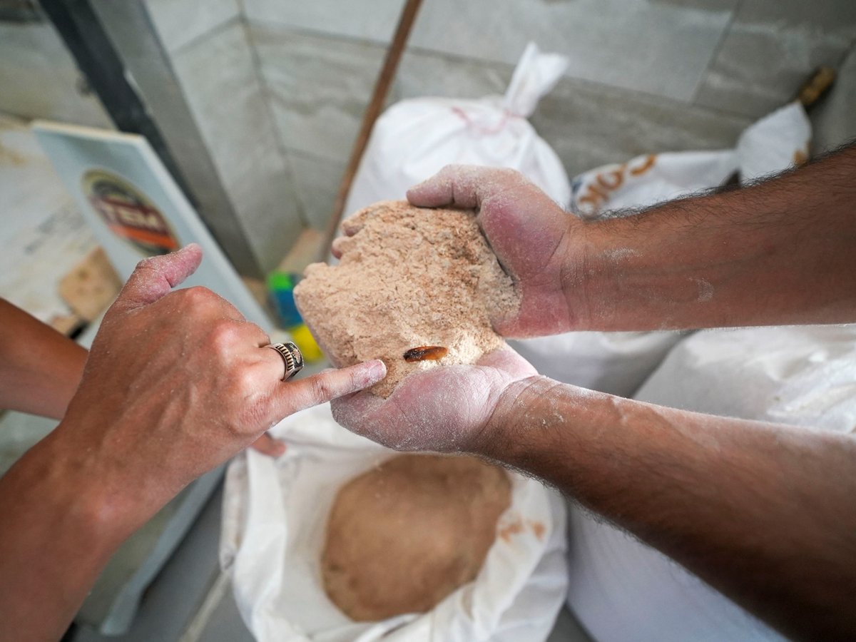 cumhuriyetgzt1's tweet photo. 🔴 Un fabrikasında şoke eden görüntü: 30 ton böceklenmiş bozuk un ele geçirildi!

Tarsus Belediyesi Zabıta Müdürlüğü ekiplerinin gerçekleştirdiği gıda denetiminde, bir un fabrikasında böceklenmiş, küflenmiş ve bozulmuş 30 ton un tespit edildi. Piyasa değeri yaklaşık 3 milyon TL olan sağlığa uygun olmayan unların tamamı imha edildi.
https://t.co/d1uYEqYPDk
