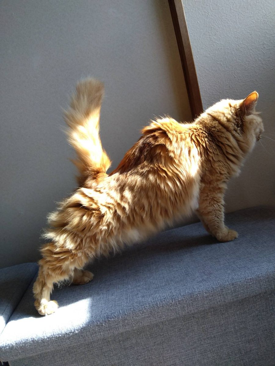 k8gyan's tweet photo. うちのネコバスも力強さがあるだろう？
#となりのトトロ https://t.co/dMPAJXNb7S