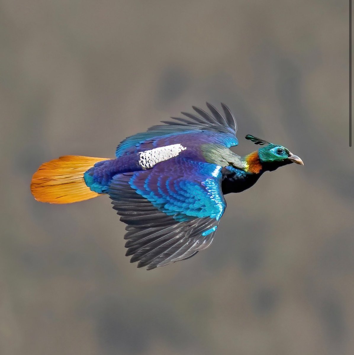 EnsedeCiencia's tweet photo. 🔴 | Logran captar en vuelo al monal del Himalaya, la espectacular ave conocida como el “pájaro de los nueve colores”. https://t.co/NTrgcDRVJU