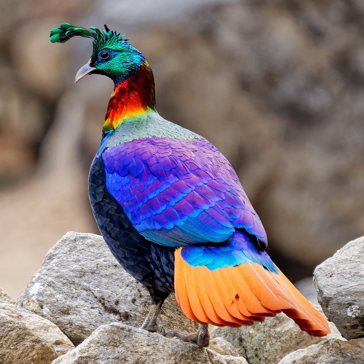 EnsedeCiencia's tweet photo. 🔴 | Logran captar en vuelo al monal del Himalaya, la espectacular ave conocida como el “pájaro de los nueve colores”. https://t.co/NTrgcDRVJU