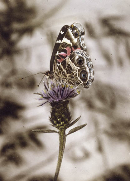 LibraryArchives's tweet photo. Does visiting libraries and archives still give you butterflies? 🦋
 
Yes, it literally does!
 
Check out the butterflies fluttering through our collections in our Flickr album: https://t.co/pKP5sT3GEg 

📸 3237765, 2172665, 2946071, 2939285 https://t.co/IKJQgXdcKO