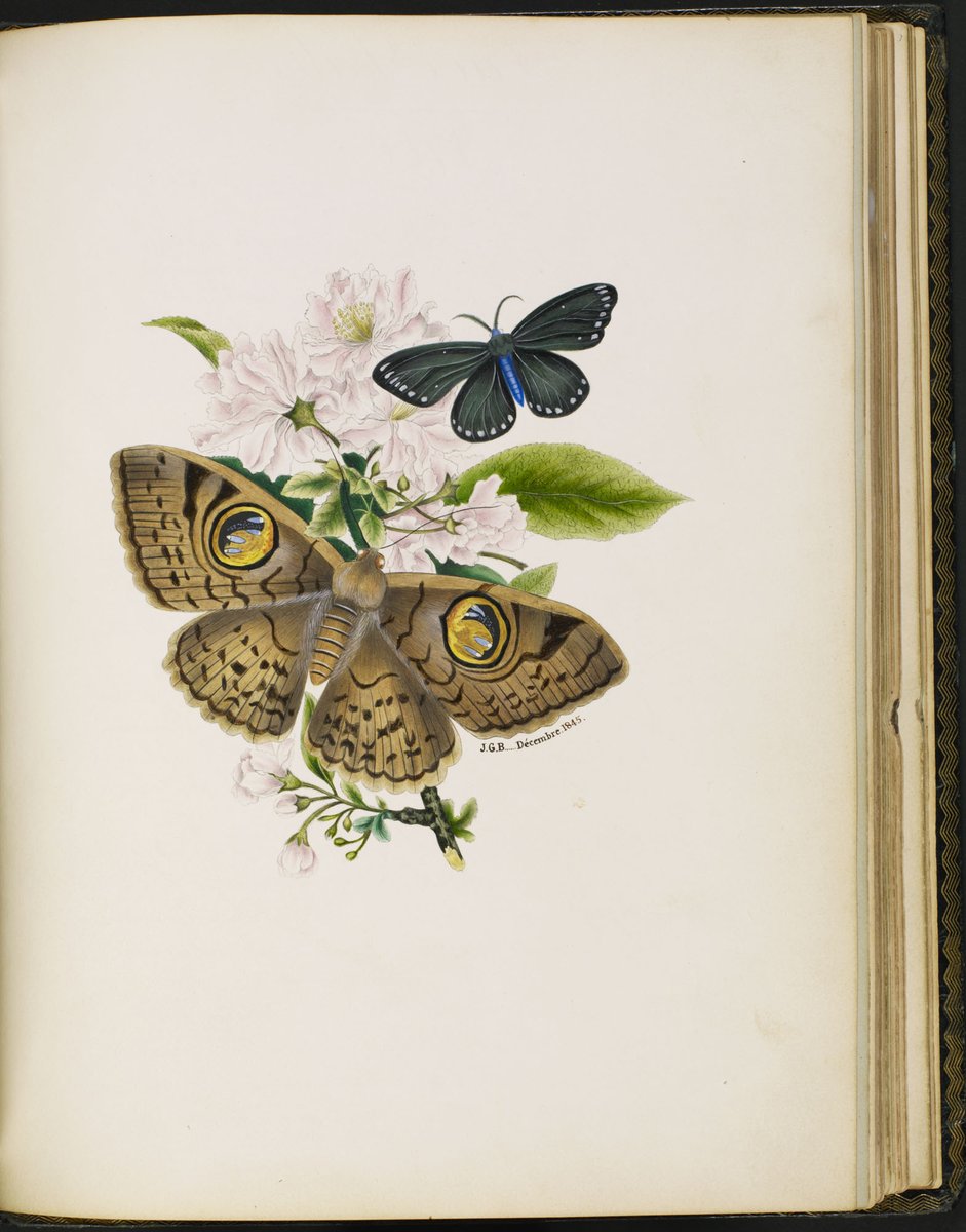 BiblioArchives's tweet photo. Les bibliothèques et les archives vous donnent des ailes? 🦋 
 
Envolez-vous grâce à notre album Flickr sur les papillons: https://t.co/uf2gGmAoAe  

📸 3237765, 2172665, 2946071, 2939285 https://t.co/d2MkngzHJY