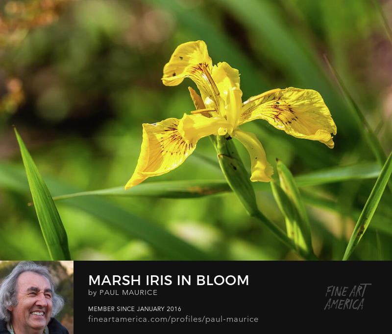 apollo0300's tweet photo. Marsh Iris in Bloom

https://t.co/s8bOs0GZCN

#MarshIris #FloralPhotography #Flowers #WildFlowers #PaulCMaurice https://t.co/Wbfi98W0Jg