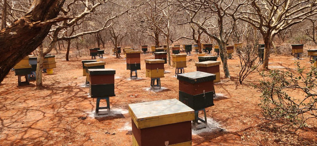 TheHiveAfrica's tweet photo. Our apiaries ready for Heavy flowering in #MANDERA , #Takaba and #Banisa. #Bees very active criss crossing the nectar fields and bringing into our hives this great nectar. This honey will be ready in the next 4 weeks. Tel: +254 706 349 748 : beekeepers@thehive.co.ke https://t.co/1FjBTc1xrJ