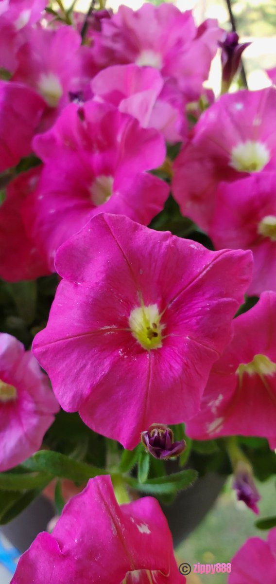zzippy888's tweet photo. Happy #FlowersonFriday! π
#Pink #Petunias #flower #nature #photography #myplant #bloomscrolling #FlowersOnX https://t.co/Ms2qCeMgoU