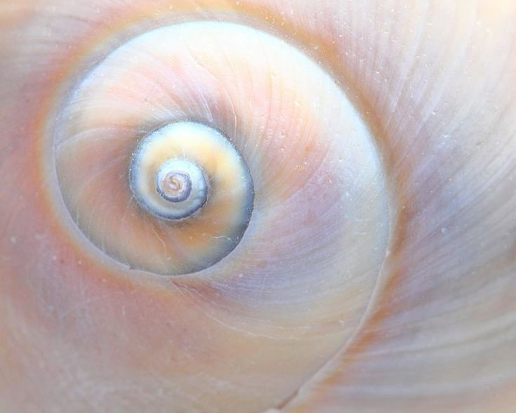 reminiscinbby's tweet photo. spiral shell details https://t.co/sEZUxiuafs