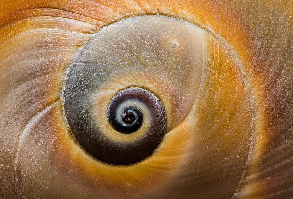reminiscinbby's tweet photo. spiral shell details https://t.co/sEZUxiuafs