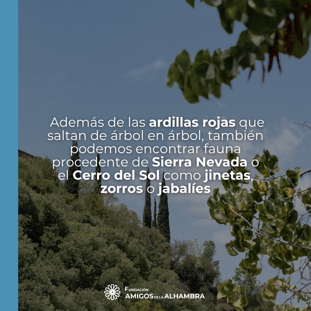 amigosdalhambra's tweet photo. Entre ellos, podemos encontrar zorros, jinetas e incluso jabalíes, que bajan por la noche en busca de agua fresca. 🌿
Una muestra más de que la Alhambra no solo es historia y arquitectura, sino un ecosistema vivo lleno de vida y sorpresas.
#FundaciónAmigosAlhambra #AlhambraVerde https://t.co/mbt9DgmMFl