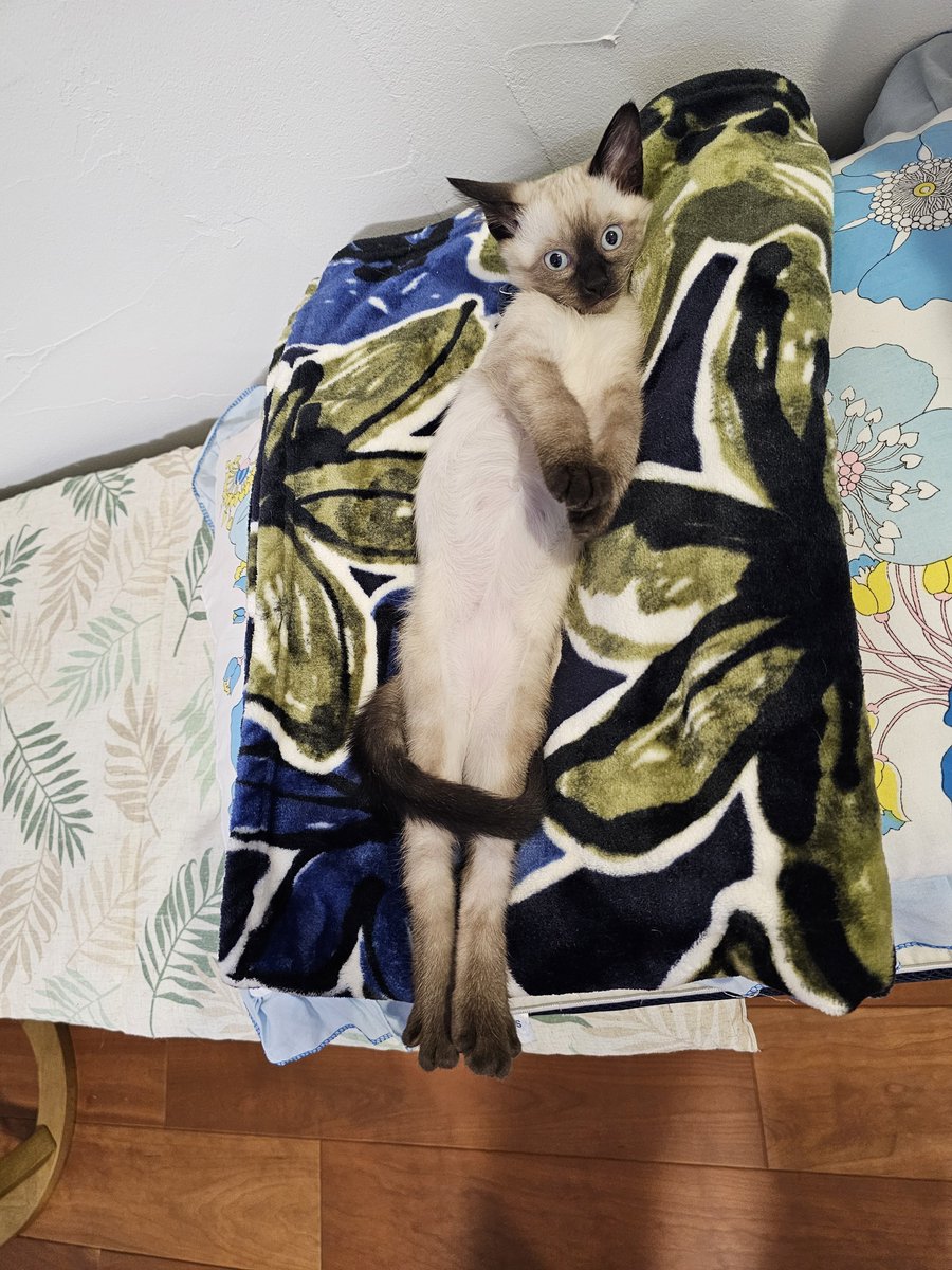 tuyusalt's tweet photo. 足ピーーン😆
#足ピーン #子猫 #青い目の猫 https://t.co/a2RuPPMIGi
