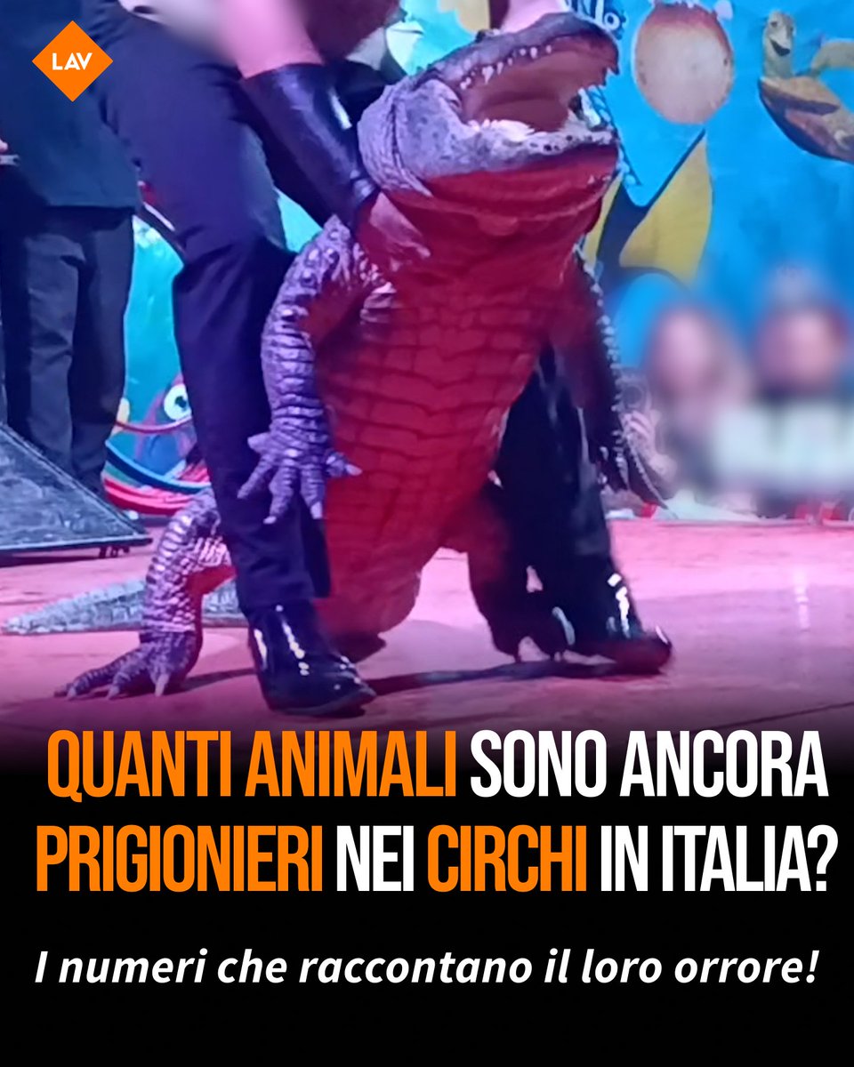 LAV_Italia's tweet photo. Durante l’inchiesta realizzata insieme a @fanpage e Fondazione Franz Weber, #LAV ha fotografato la situazione dei circhi in Italia e realizzato un vero e proprio censimento degli animali ancora prigionieri nei tendoni. Firma l'appello per la loro libertà👉https://t.co/txd64HcivO https://t.co/Hl6OUJqhW7