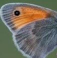 yeonzzh's tweet photo. What animal is this? Reply until .12

Clue: Inka https://t.co/T0fYuFiWe5