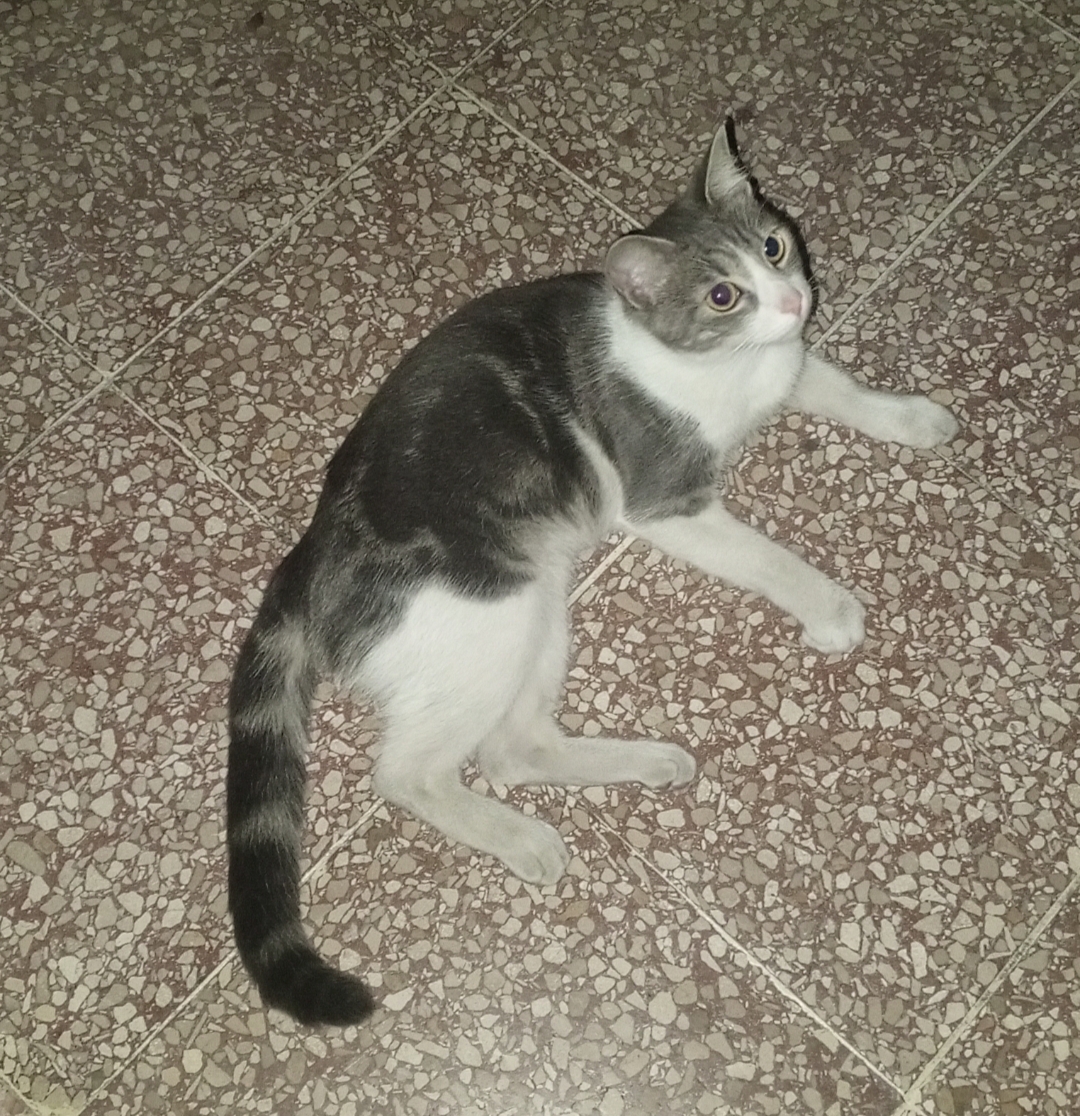 AlertaMePerdi's tweet photo. #ENCONTRADA #GUAYAQUIL
Fecha: 2026-08-20
Sector: Sur, atrás del Teodoro Maldonado IESS, cerca del colegio 9 de Octubre
Sexo: Hembra
Raza: Mestizo
Observación: Plomo, pechito y patas blancas, nariz rosada.
Contacto: 0968448632
¡Ayúdalo a volver con su familia!
#AlertaMePerd https://t.co/AGHWpd9nKI