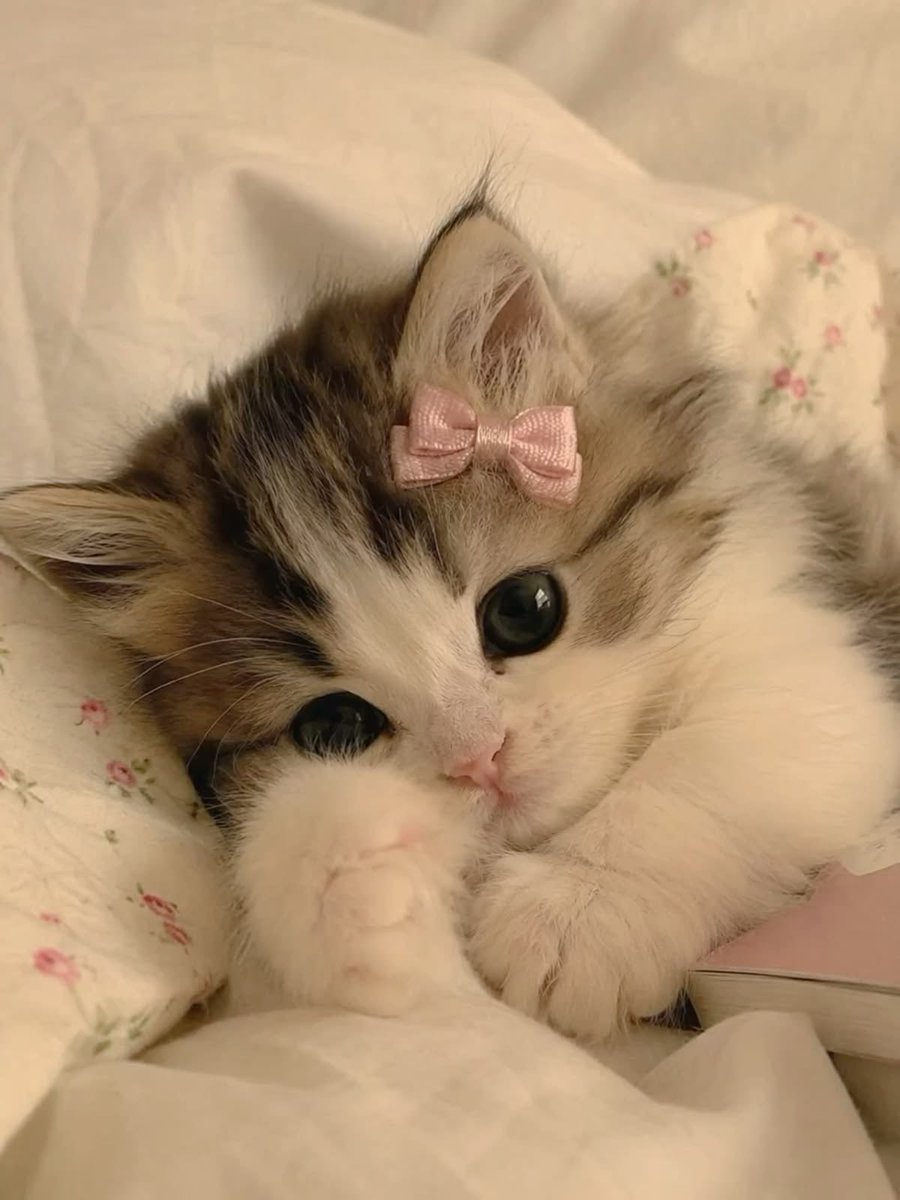 aoiontl's tweet photo. quote if you see :p

how pintrest sees me!! >_<

~ season
~ animal
~ kpop idol
~ food https://t.co/kmC6BCLxZ3