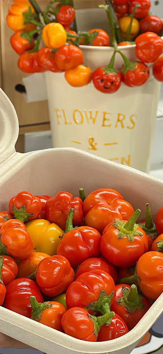 Xoxadd2's tweet photo. Just tasted the new organic cherry tomatoes from @LocalFarmCo! Juicy, super sweet, zero weird aftertaste — perfect for salads or snacking  #FreshProduce https://t.co/nKi5L8XE2u